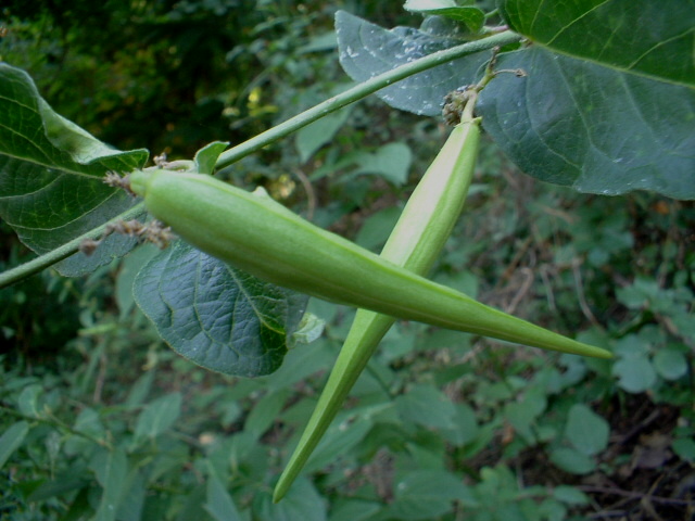 Asclepias syriaca e Vincetoxicum hirundiniana